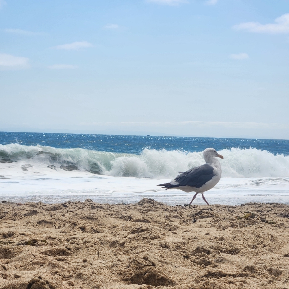 Meet your Posher, Dakota